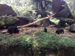 Tingkah Lucu Santoso Saat Pertama Kali Berkumpul dengan Induknya