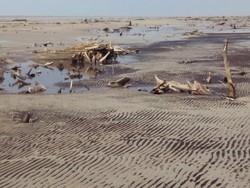 Abrasi di Pulau Bengkalis Riau Makin Mengkhawatirkan