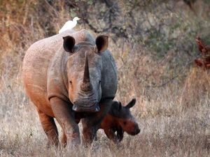 Teknologi yang Ramah Badak