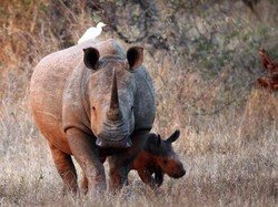 Teknologi yang Ramah Badak