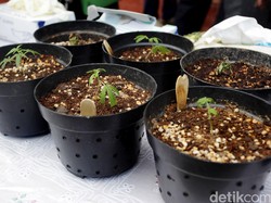 Tanam Ganja di Perkarangan Rumah, Pria Ini Ditangkap