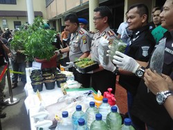 Berkebun Ganja di Apartemen di Pluit dengan UV, Derrick Terancam Bui Seumur Hidup