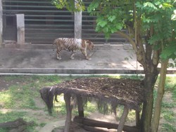 Jatah Makan Dikorupsi Penjaga, Begini Kondisi Harimau Bonbin Gembira Loka Yogya