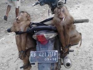 Berukku Malang Berukku Sayang Ditembak Orang karena Bukan Hewan Dilindungi