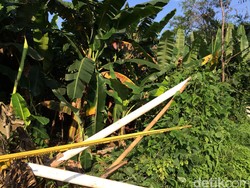 Warga: 5 WN China Sudah 1,5 Bulan Kerjakan Proyek di Lahan TNI AU