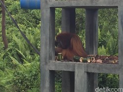 Melihat Sekolah Orangutan di Samboja Sebelum Dilepas ke Alam Liar