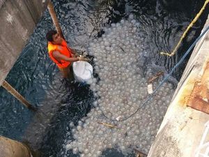 Ribuan Ubur-ubur di Perairan Probolinggo Juga Merusak Unit 6 Mesin Pendingin PLTU Paiton