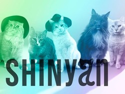 Lima Kucing Lucu Ini Jadi Alter-Ego SHINee dan Siap Debut di Jepang!