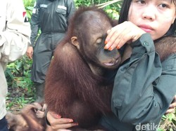 Menengok Sekolah Orangutan Borneo di Samboja
