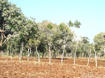 Sengketa Lahan di Semen Tuban Sengketa Lahan di Semen Tuban