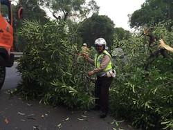 Ada Pohon Tumbang, Lalin Exit Tol Halim Arah Cawang Padat