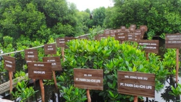 Lebatnya Hutan Mangrove di Jakarta Berawal Dari Sini