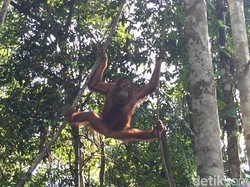 Orangutan Bak Atlet, Suka Dipukuli dan Ditembak Bila Jadi Hama