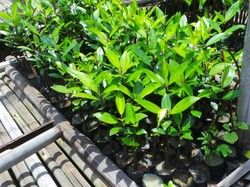 Swasta Genjot Program Penghijauan, Ini Contohnya