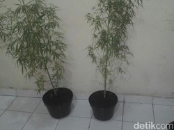 Ganja yang Ditanam Ibeng di Pot Sudah Siap Panen