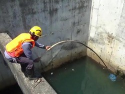 Hindari Pemadaman Listrik Terus Berlangsung, PLTU Paiton Terjunkan Penyelam Bersihkan Ubur-ubur