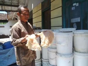 Ubur-ubur di Perairan Probolinggo Bisa Dikeringkan dan Diekspor