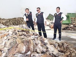 Gudang Kulit Sapi Mentah Digerebek