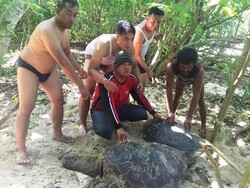 Satpolair Banyuwangi Temukan Tempat Pembantaian Penyu