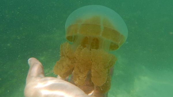 Imutnya Ubur-ubur Kakaban