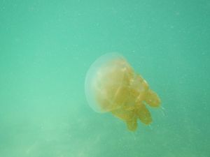 Ubur-ubur Muncul di Pantai Ancol