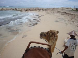 Naik Unta Ala Timur Tengah, Bisa Coba di Bali