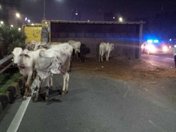 Sapi yang Lepas Usai Kecelakaan di Tol Pancoran Arah Cawang Telah Diangkut