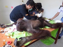 Kasihan Orangutan di Kutai ini, Luka Kena Jerat dan Senapan Angin