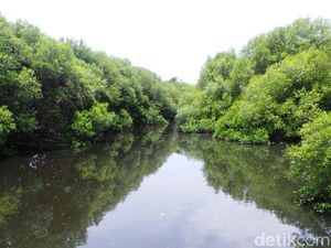 Long Weekend di Jakarta, Paling Asyik Main Ke Hutan Mangrove
