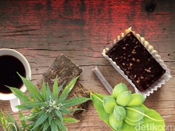 Tak Ada Ganja, Ketapang Pun Jadi