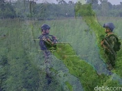 Dulu Tanam Ganja Kini Palawija
