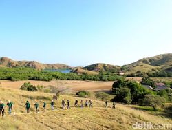 Pulau Rinca Diusung Jadi Jurassic Park Indonesia