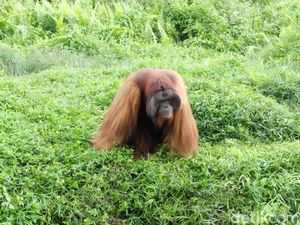 Populasi Orangutan Terus Menurun, Masuk Spesies Terancam Punah