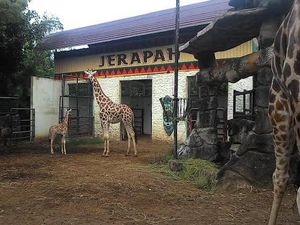 Bayi Jerapah Afrika Menambah Koleksi Maharani Zoo