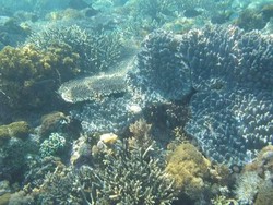 Pesona Bawah Laut TN Komodo yang Jadi Situs Warisan Dunia UNESCO