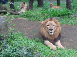 Safari Run dan & Balap Sepeda Ramaikan Long Weekend di Taman Safari Prigen