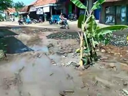 Janji Tak Pernah Dipenuhi, Warga Brebes Tanam Pohon Pisang di Tengah Jalan Rusak