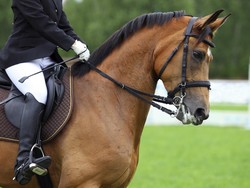 Mengapa Mamalia Besar Seperti Kuda Memiliki Bentuk Wajah yang Panjang?