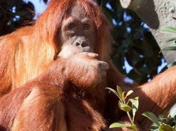 Kebun Binatang Perth Kembali akan Melepasliarkan Orangutan di Indonesia