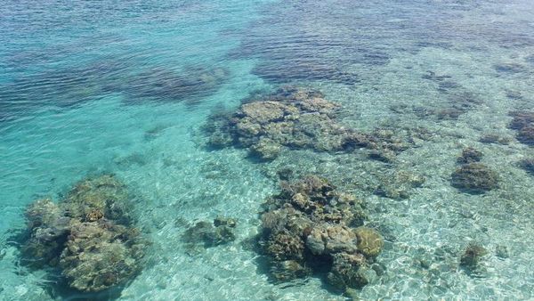 Potret Keindahan Pulau Derawan