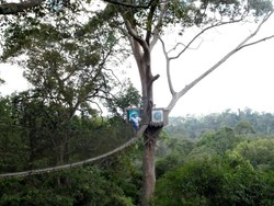 Jembatan Menegangkan di Kalimantan