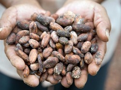 Pengusaha Kakao Curhat Soal Sulitnya Bahan Baku