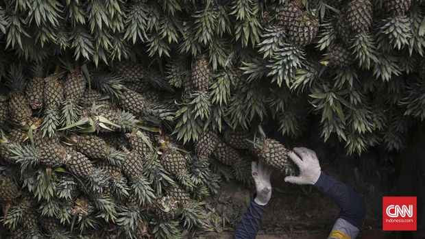 Pedagang buah nanas di Pasar Induk, Kramat Jati. Jakarta. Selasa, 10 Mei 2016.  Menteri Pertanian, Amran Sulaiman, mulai tahun ini mencanangkan 'Revolusi Orange' untuk melipatgandakan ekspor buah lokal, sekaligus mengurangi impor buah. 