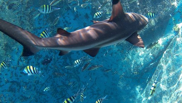 Percaya Tidak, Bisa Menyelam Bareng Hiu di Banyuwangi