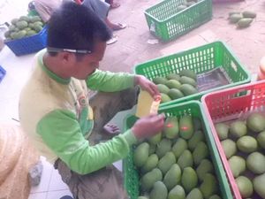 Mengenal Mangga Klonal 21, Buah Istimewa yang Bisa Dimakan dengan Sendok