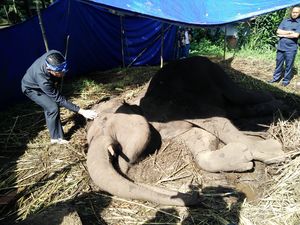 Ridwan Kamil Setuju Bonbin Bandung Ditutup Sementara