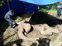 Menunggu Hasil Autopsi Gajah Yani, Ridwan Kamil: Laporkan Apa Adanya