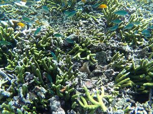 Bangsring Underwater, Destinasi Wisata Berbasis Konservasi Terumbu Karang