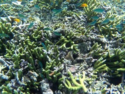 Bangsring Underwater, Destinasi Wisata Berbasis Konservasi Terumbu Karang