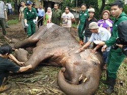 Selidiki Sebab Kematian Gajah Yani, Kebun Binatang Bandung Ditutup Sementara